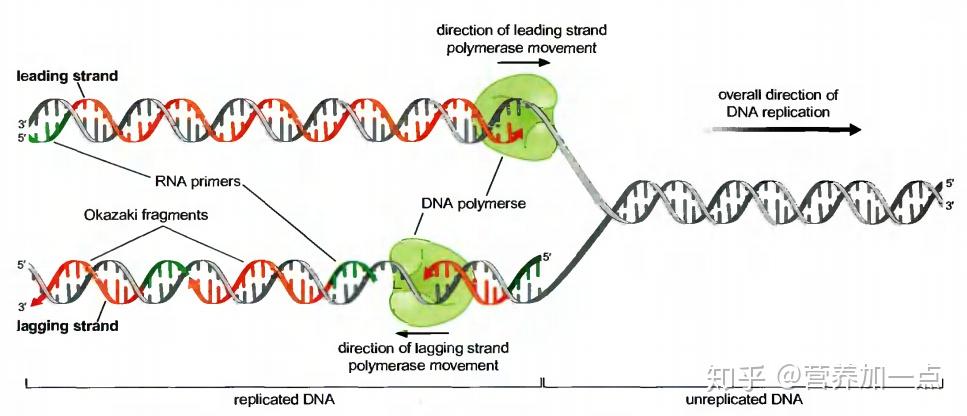 还不知道“端粒”是什么？那你可就out了！ - 知乎