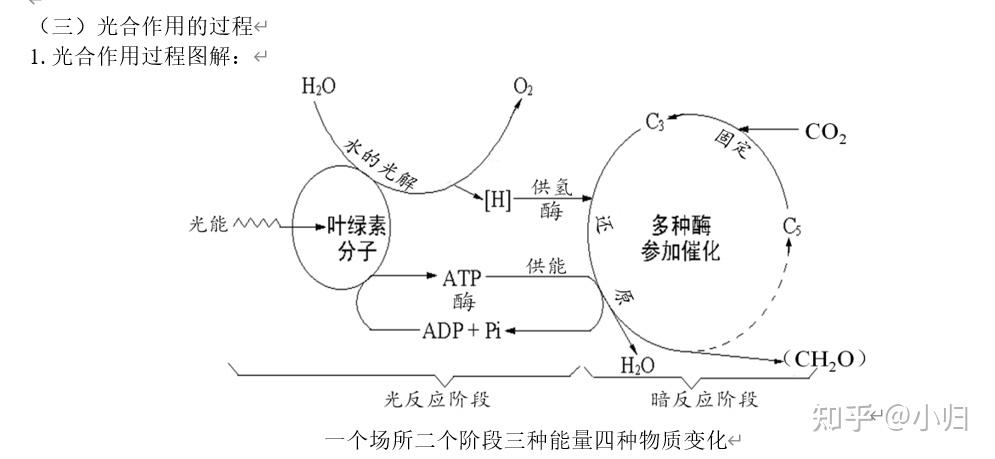 光合作用结构示意图图片