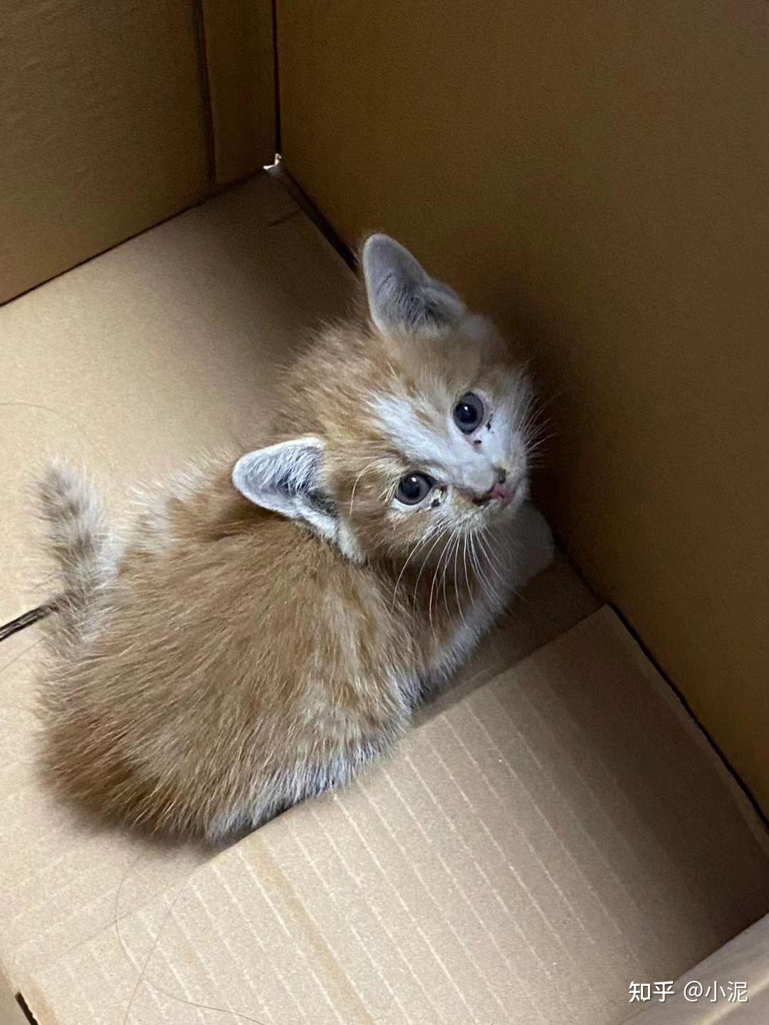 路边捡到一只小橘猫！ - 知乎