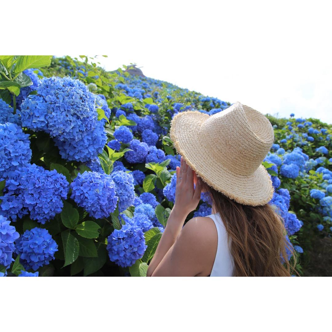 初夏限定 错过4月的樱花 雨季的紫阳花来了 知乎 初夏限定 错过4月的樱花 雨季的紫阳花来了 知乎
