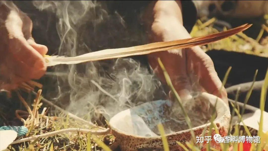 一种不神圣的神圣香料——秘鲁圣木 - 知乎