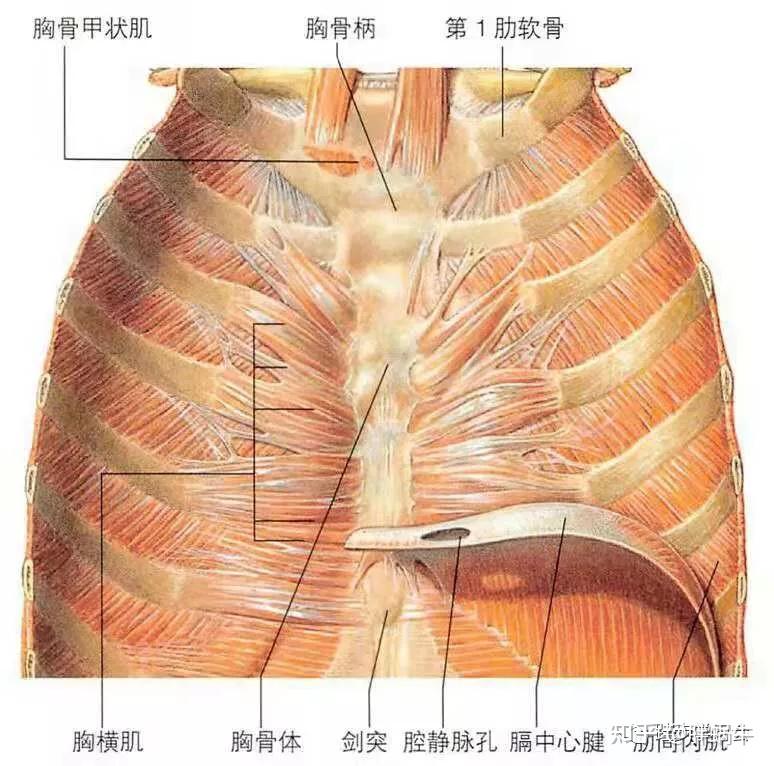 膈肌的胸肋三角图片