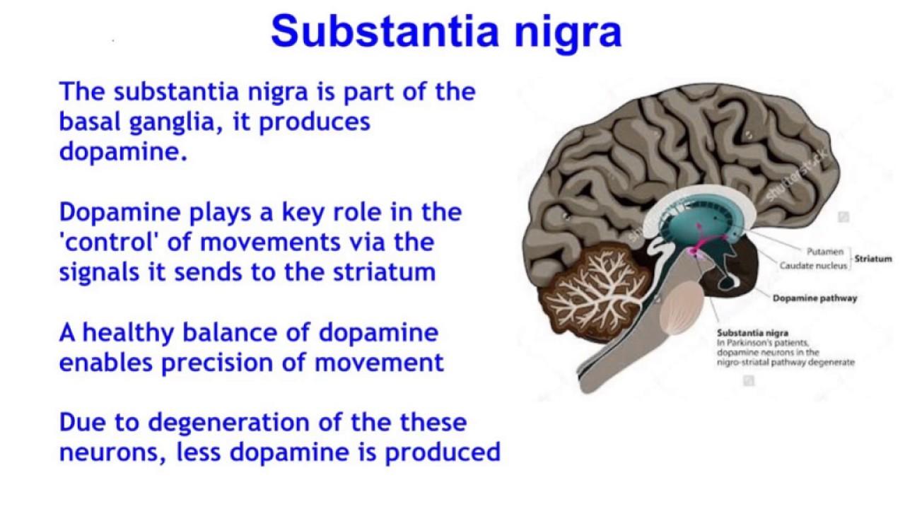 substantia nigra(拉丁文意思是「黑物质」,因其含有 neuro-melanin
