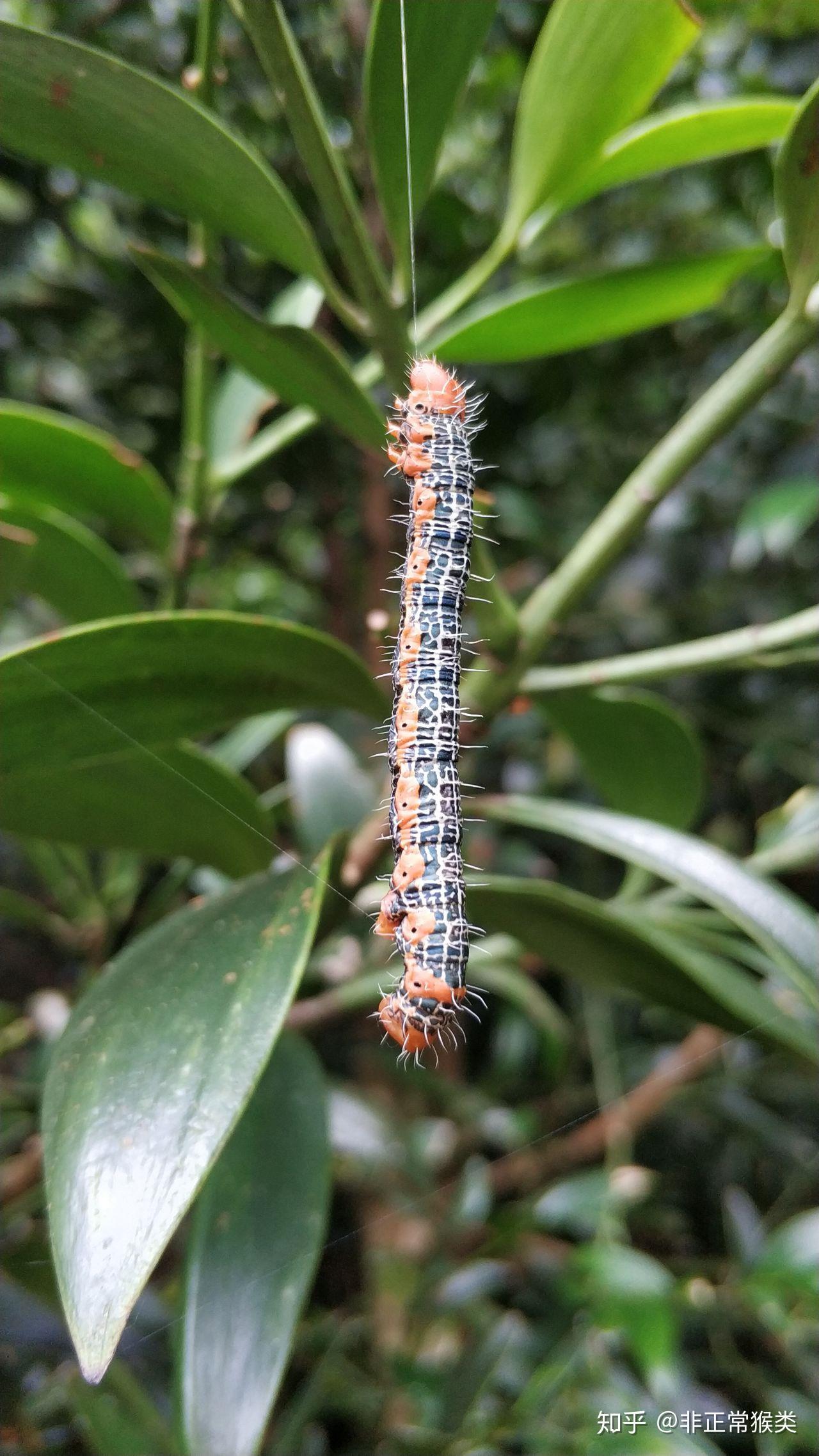 定位苏州,夏天石楠上经常出现的肉虫和有翅昆虫具体是哪种啊?