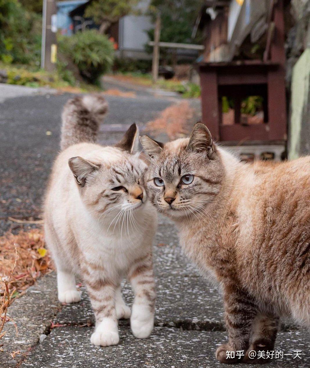 家里一只公猫和一只母猫，只能绝育1只，哪只更合适？ - 知乎