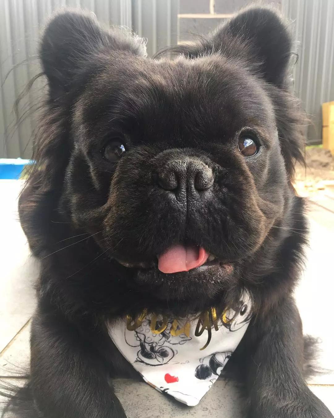 长毛法斗小时候跟成年后,虽然还是同款毛衣!