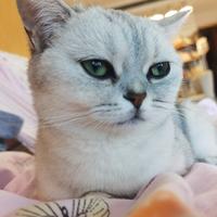 苏联在二战时为什么要承认伪满洲国？