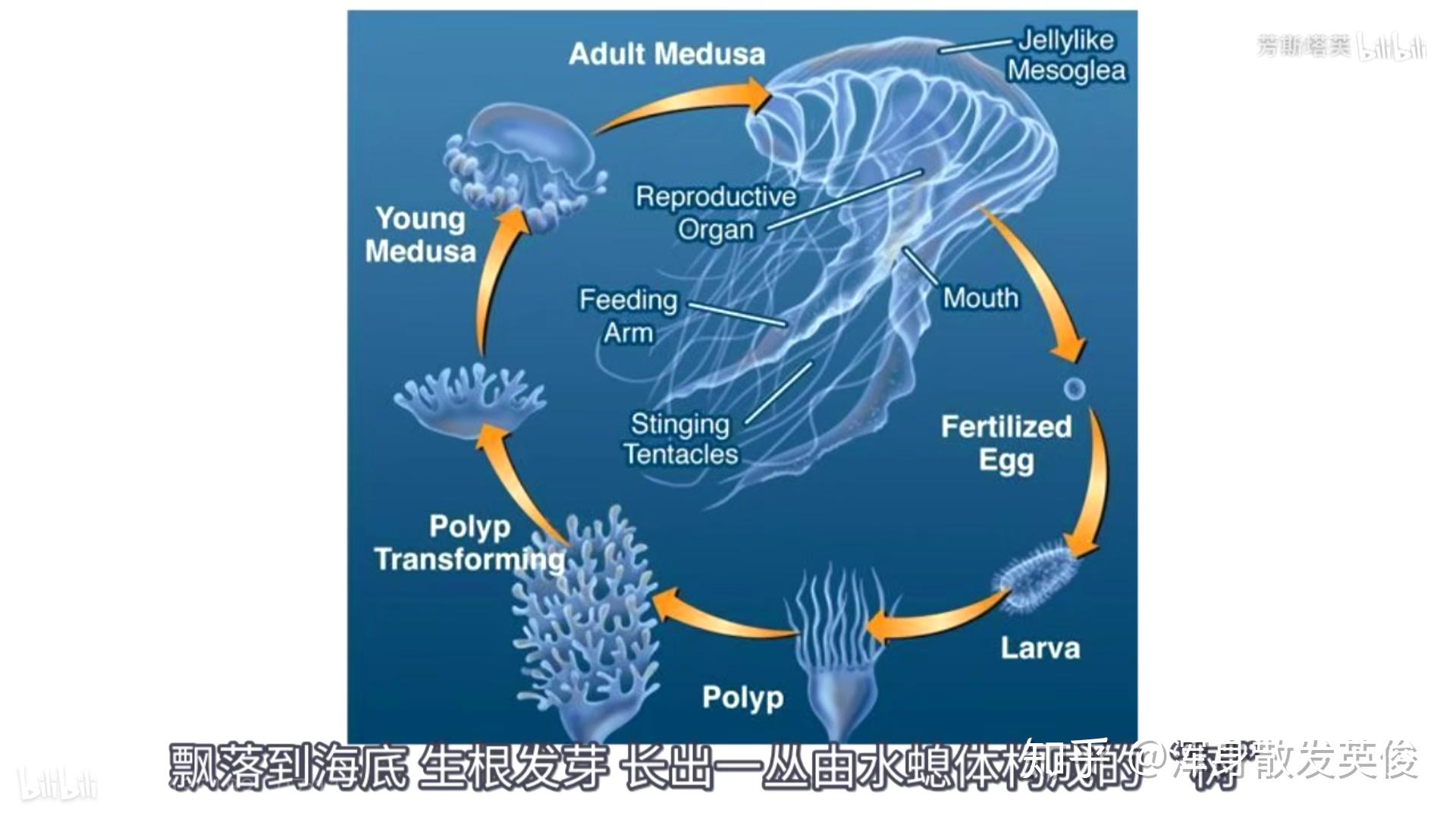 灯塔水母永生的原因是什么? 