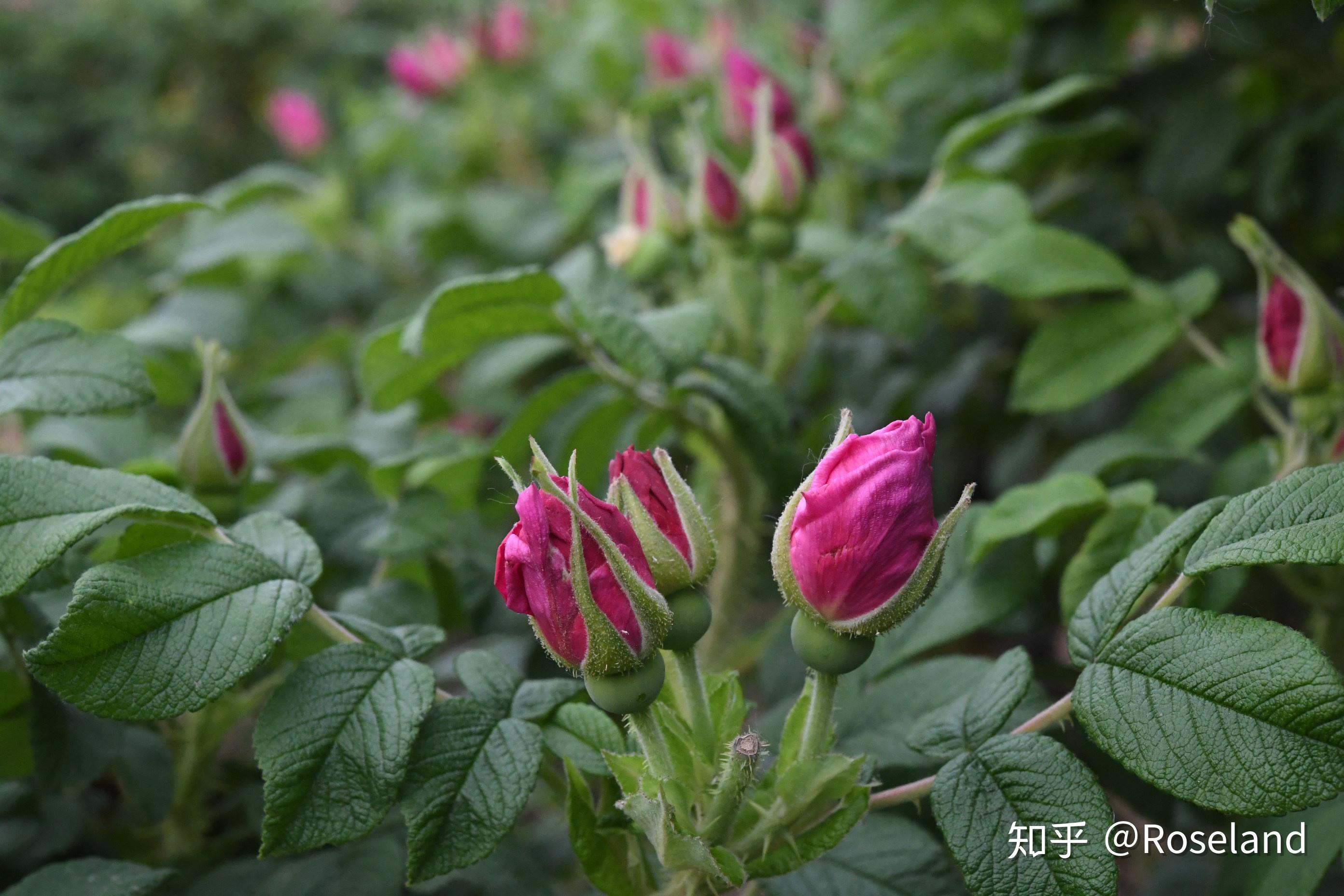 食用玫瑰花長什麼樣?