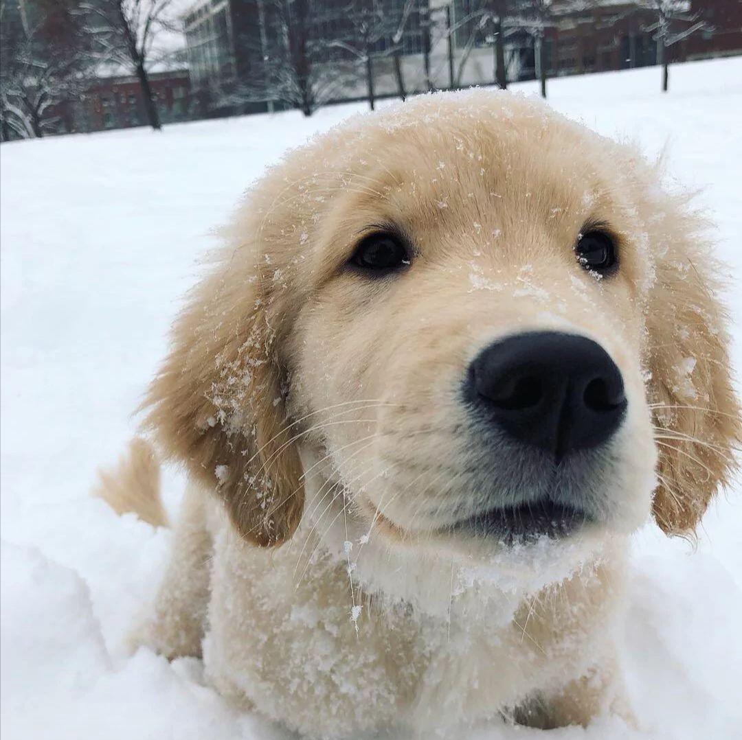 有哪些有关狗狗的微信头像? - 知乎