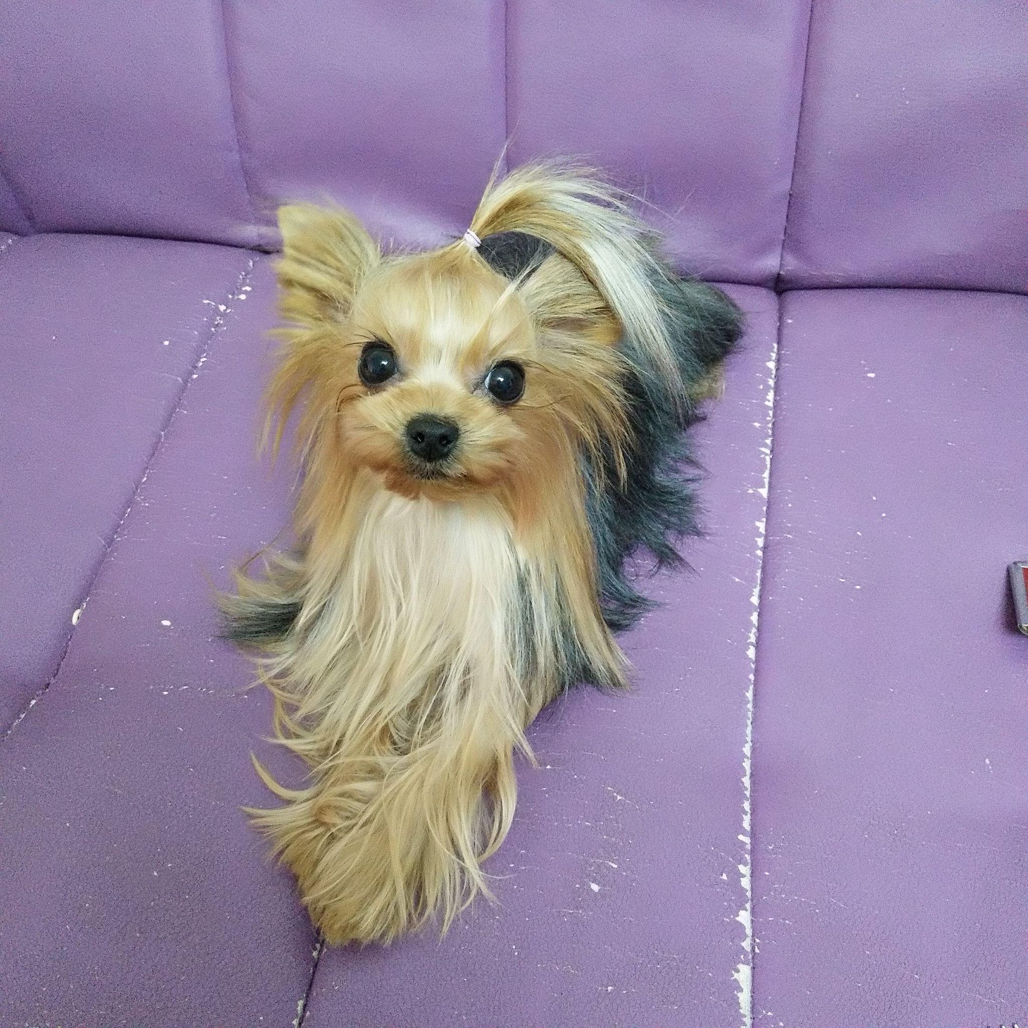 约克夏狗狗很不喜欢我扎辫子,有时候扎好了它一会就弄掉了,怎么扎?