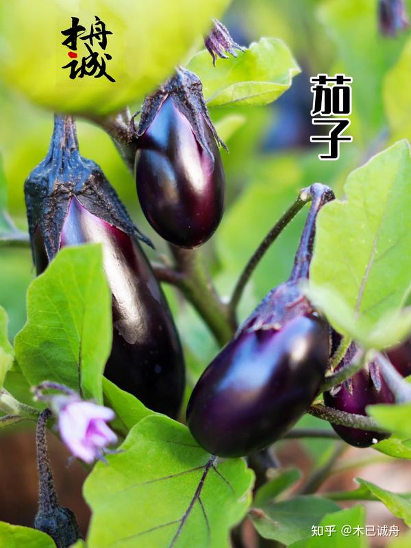 茄属家族:茄、番茄、土豆、龙葵 - 知乎