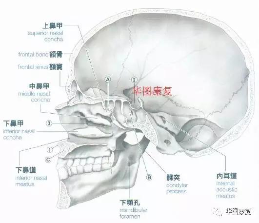 50 頭蓋骨側面 画像を検索してダウンロードする