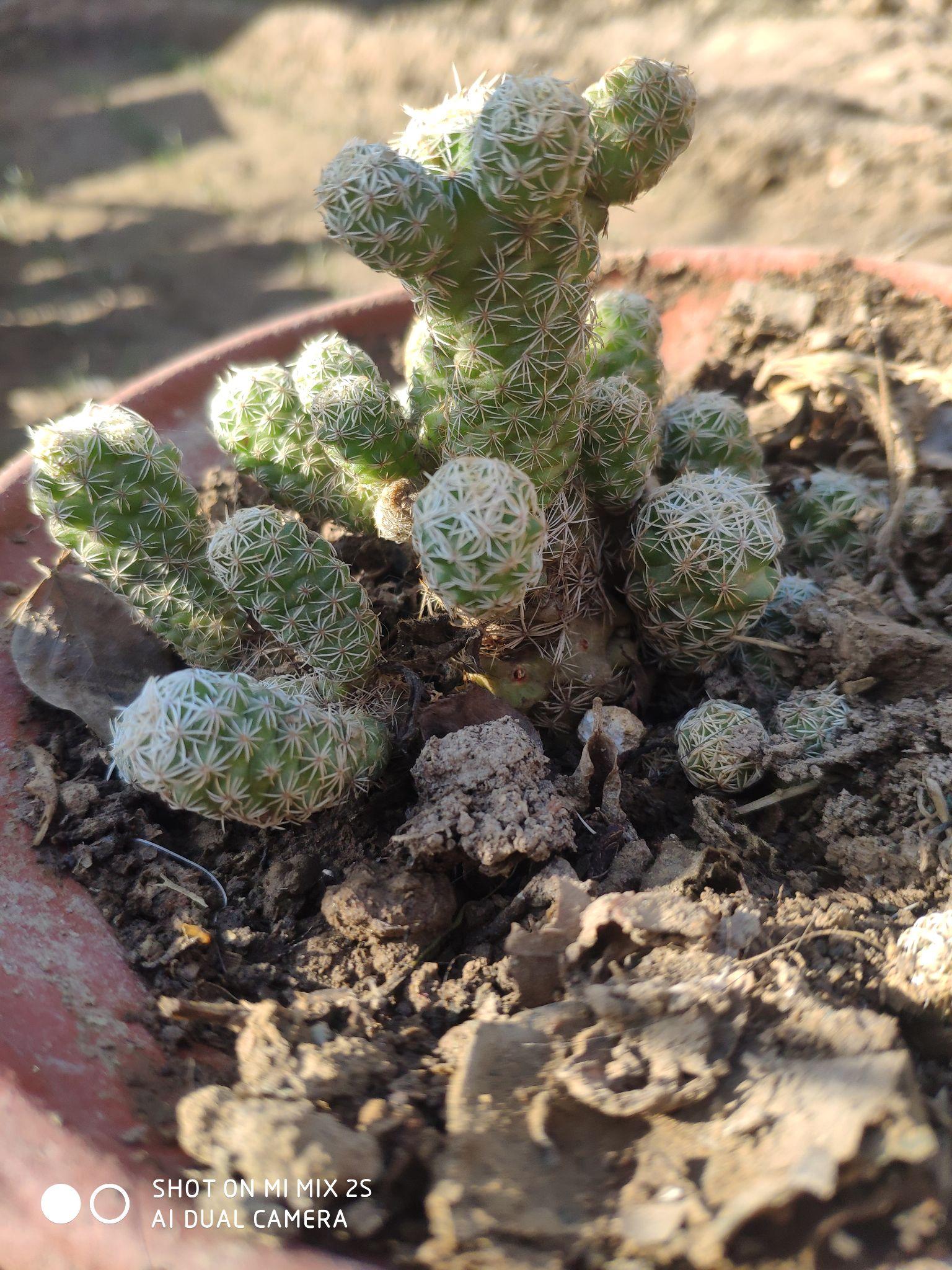 这银手指仙人球怎么啦