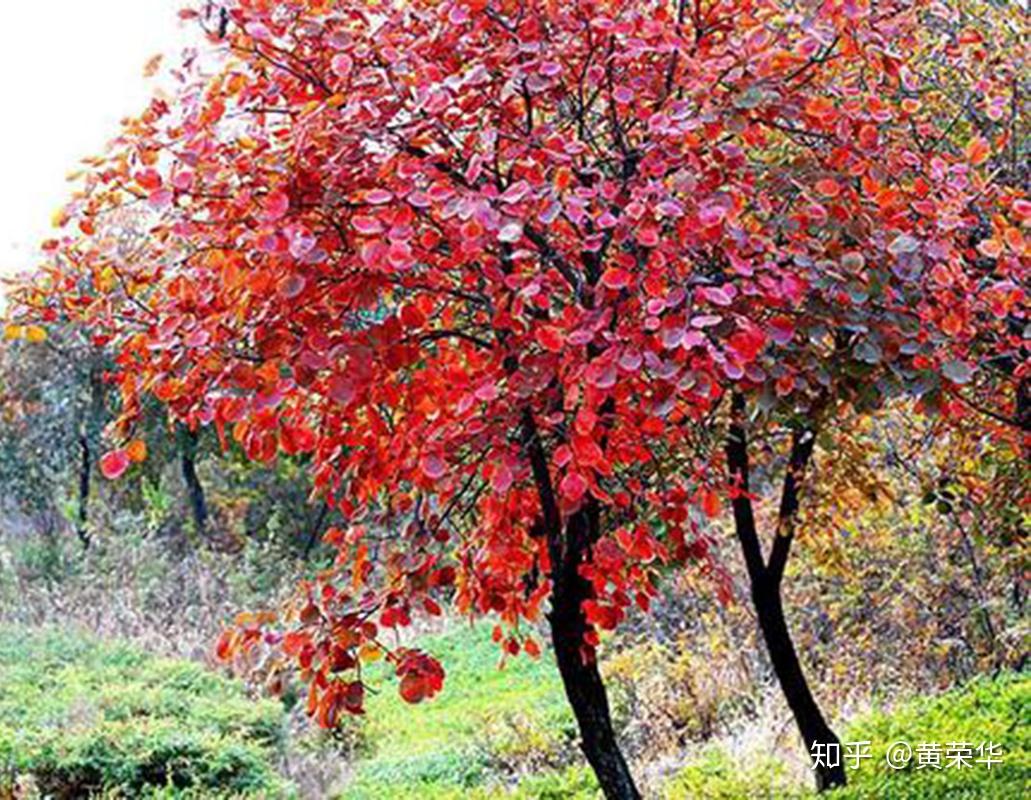 植物染之丝毛缎多变的黄栌出新色