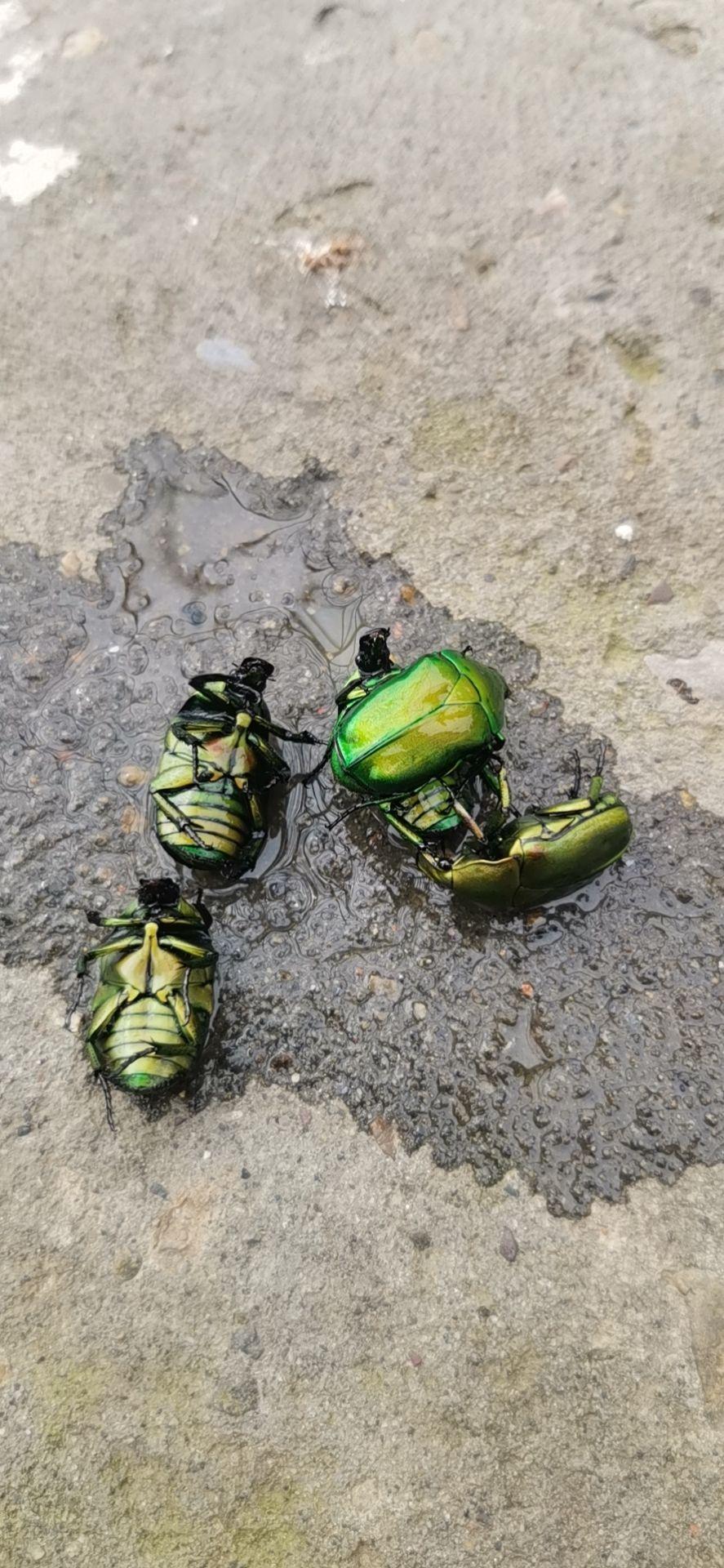 金龟子吃什么?是益虫还是害虫? - 知乎