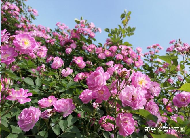 v2-ed95f97a62fee5fba420e63f20e0cf50_r.jpg
