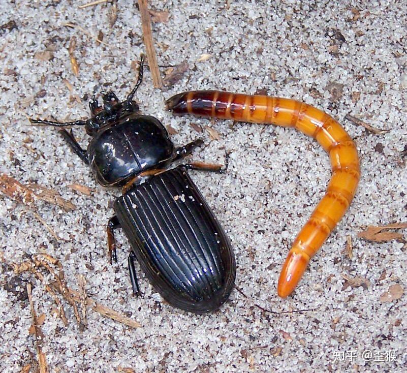 求普及这是什么虫