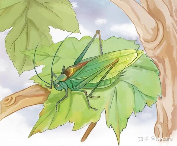 睁大眼睛仔细瞧一瞧,原来是纺织娘啊!