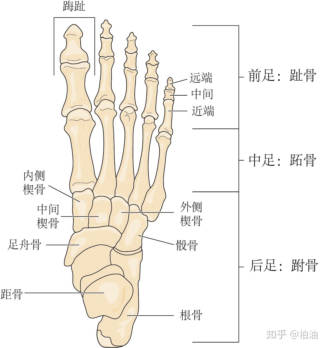 跖趾关节位置图图片
