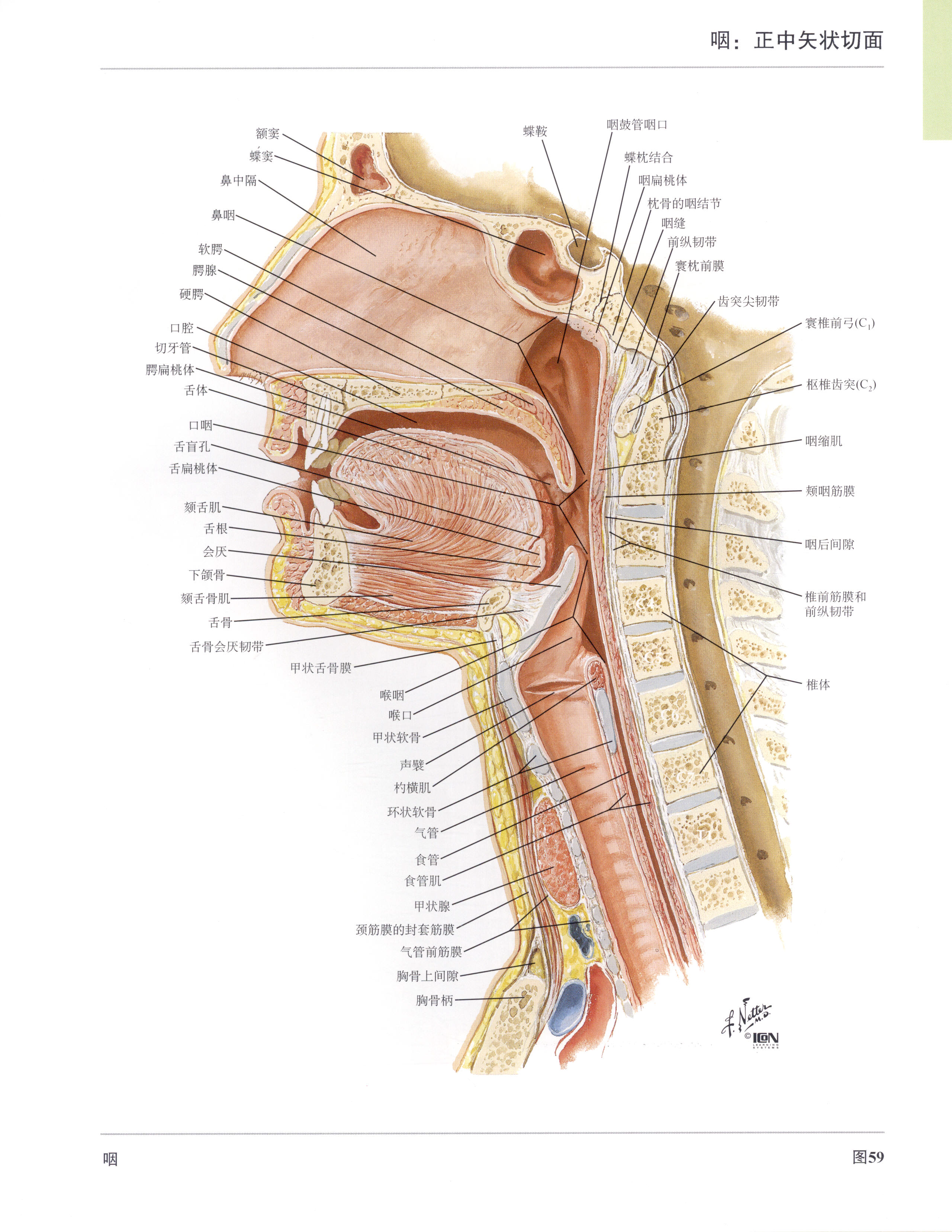 食道和气管的位置分别在哪我的印象是食道在前气管在后可有人说食道在