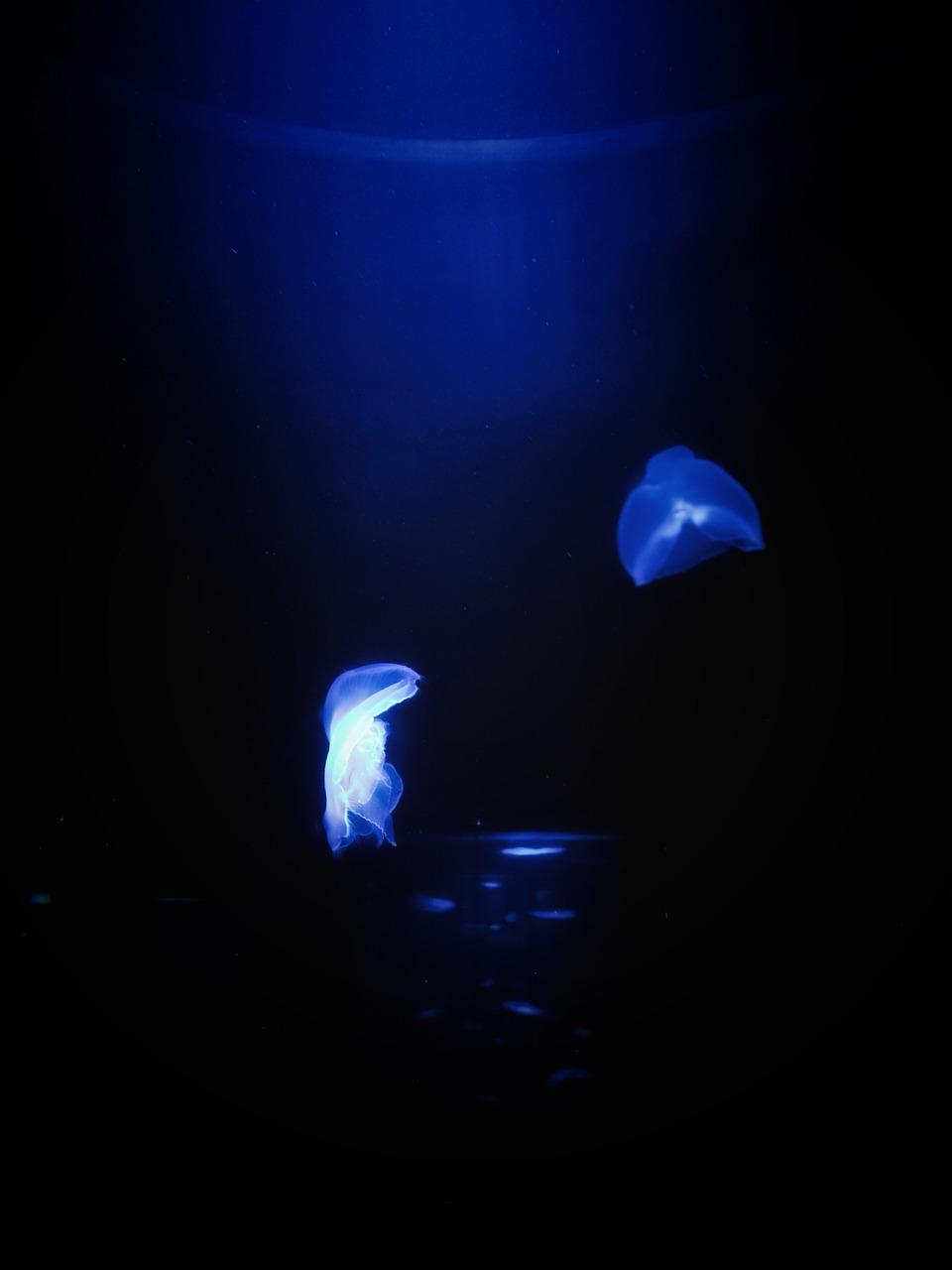 2. 菱角批发市场