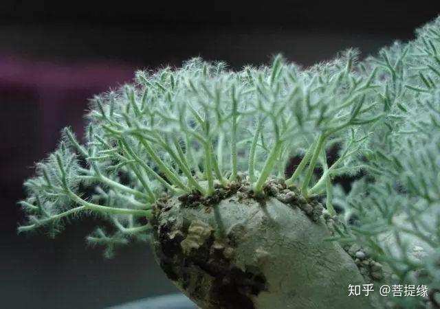 天价!天价!名贵植物排行,令人大开眼界-名贵植物图片