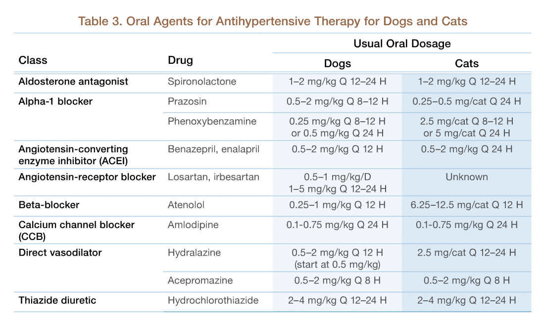 犬猫的全身性高血压