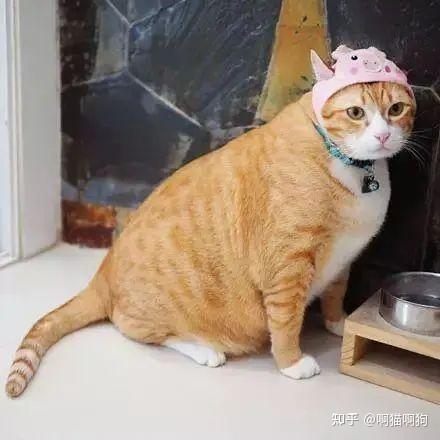 大胖橘让人望而却步，快来看看为什么不建议养“橘猫”？ - 知乎