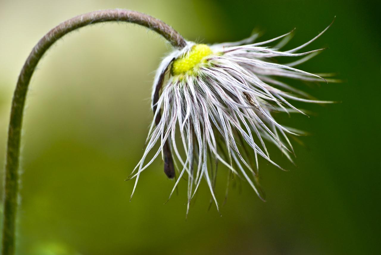 4. 半枝莲繁殖方法