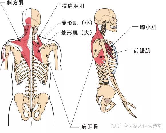 胸小肌过度紧张过度紧张的胸小肌会把肩胛骨的内边缘拉离肋骨前锯肌