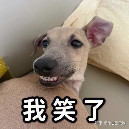 这5种狗“很有灵性”,对它好会报答你,值得养 - 知乎