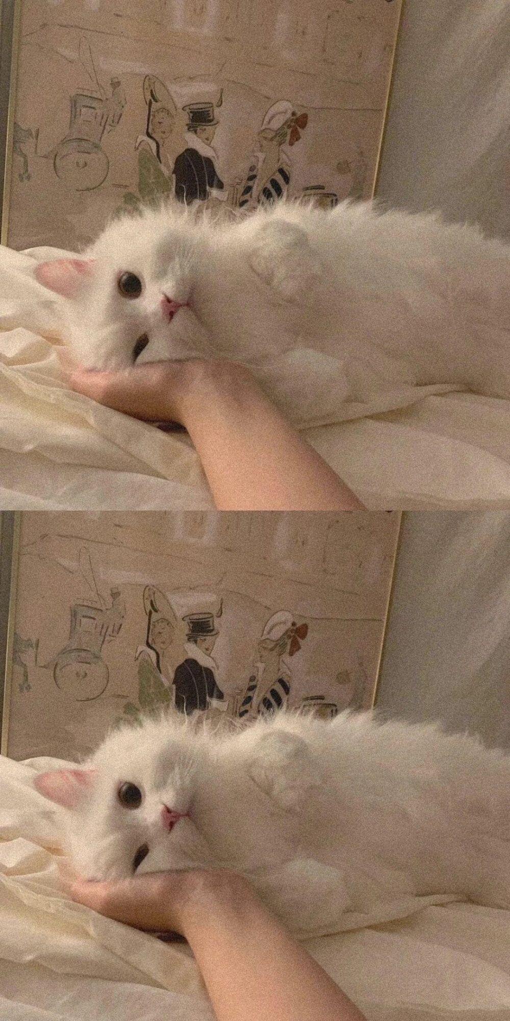 有没有ins风简约壁纸的类似于这种