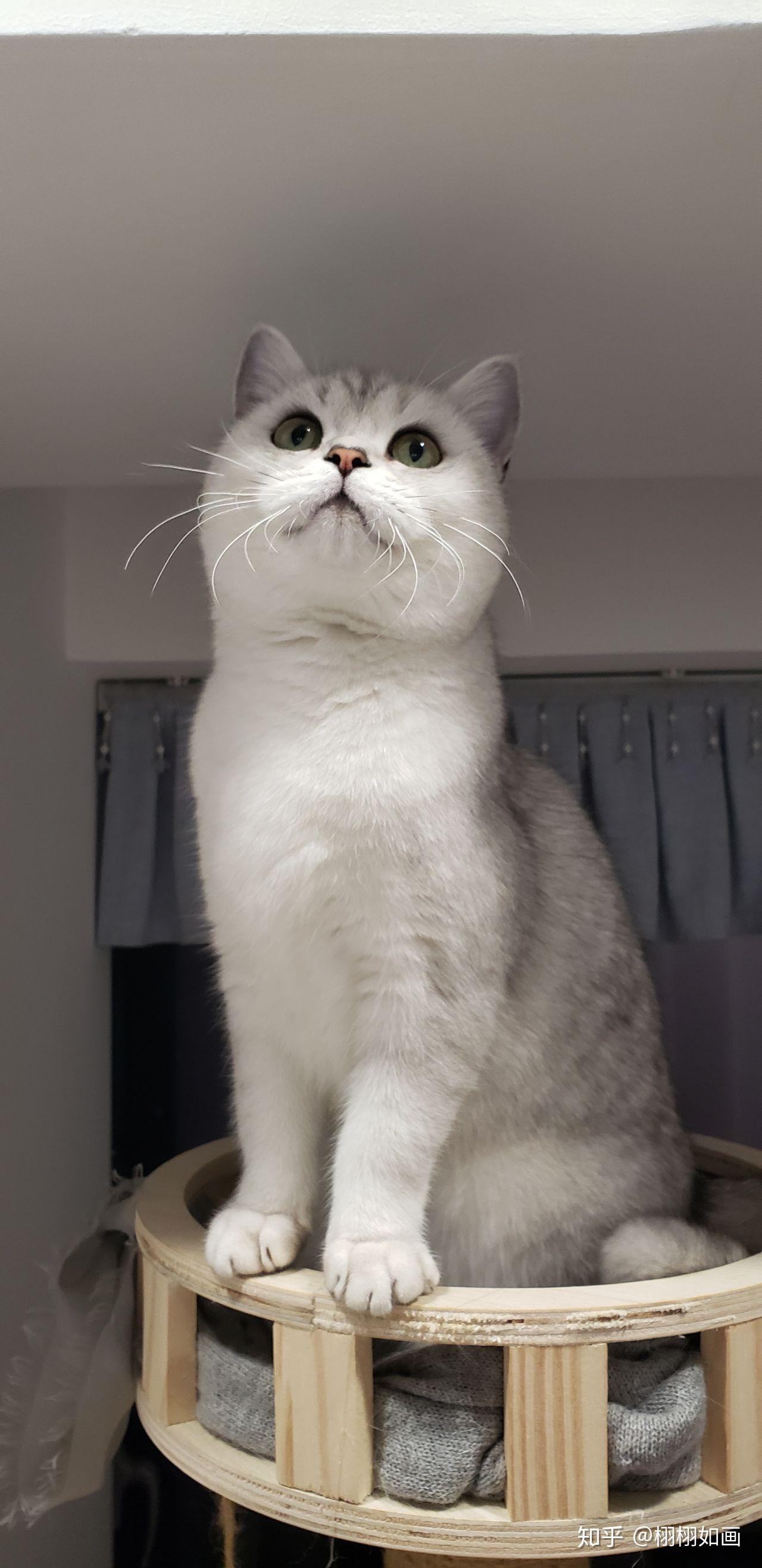 英短蓝猫脸超尖怎么破