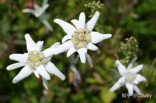 最健康的化妆品_健康化妆美容论文_聚美优品化妆品有假货么