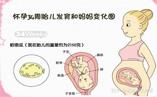 34周胎儿体重图片