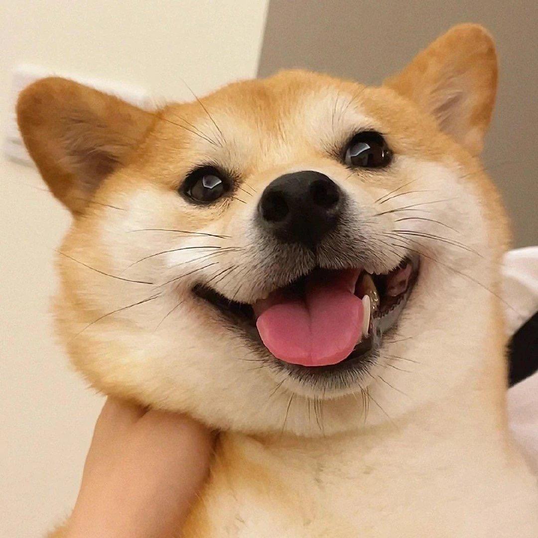 有没有那种特别可爱的狗狗的照片可以做头像那种的