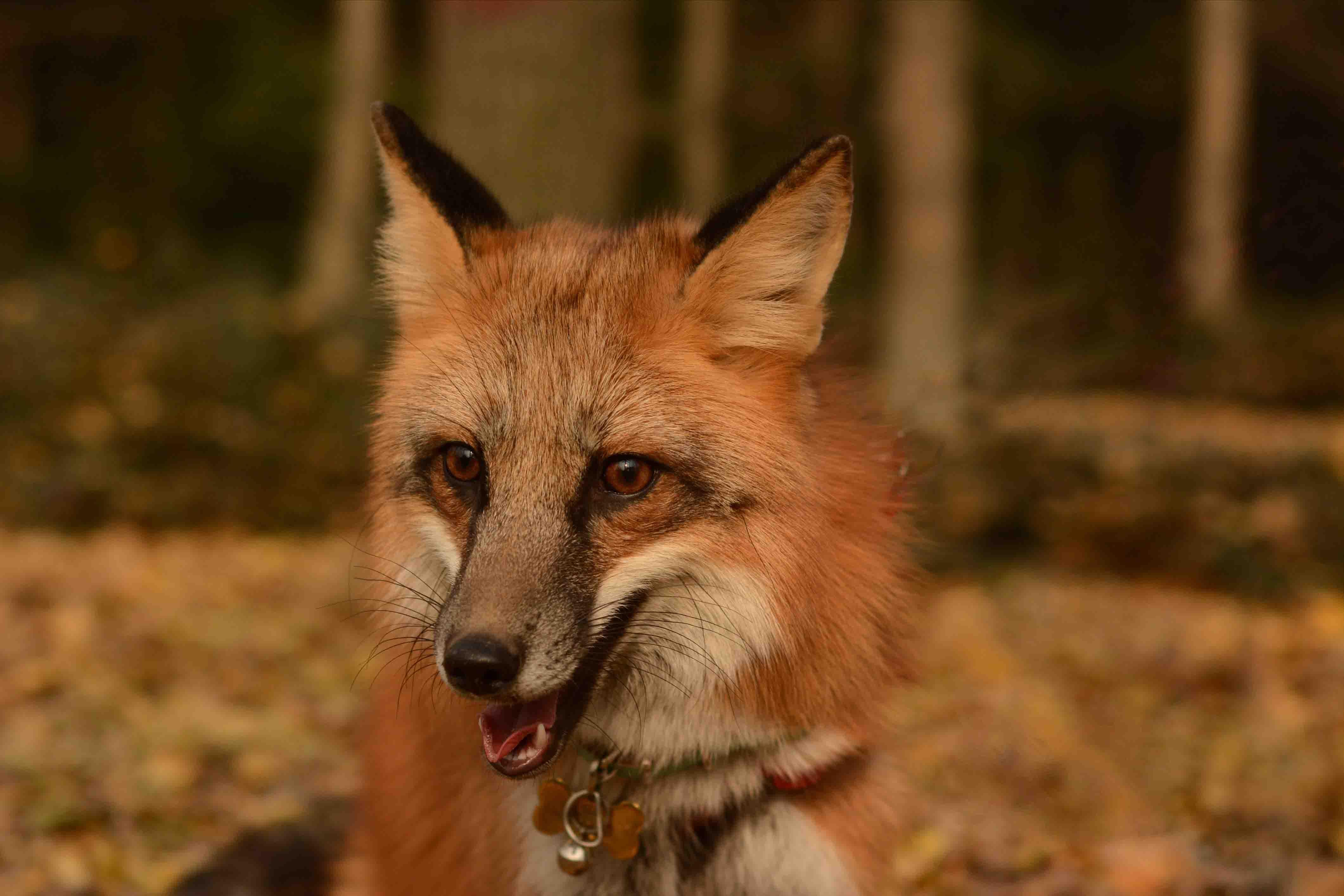 我和她养了一只小狐狸(赤狐),名叫汤圆.
