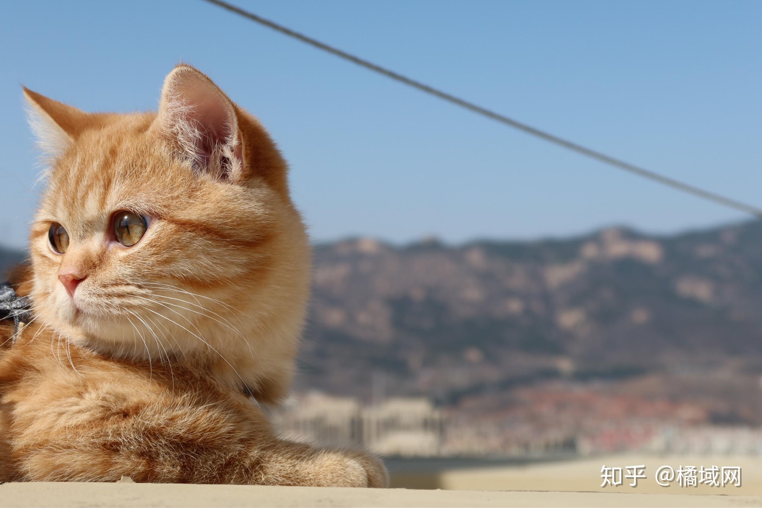 你见过最好看的橘猫长什么样? - 知乎