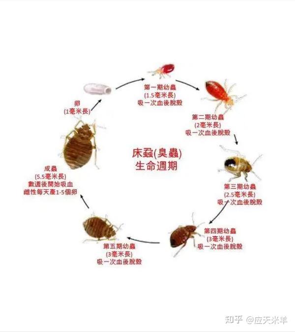 床虱危机正在席卷全球对人类产生严重威胁 - 知乎