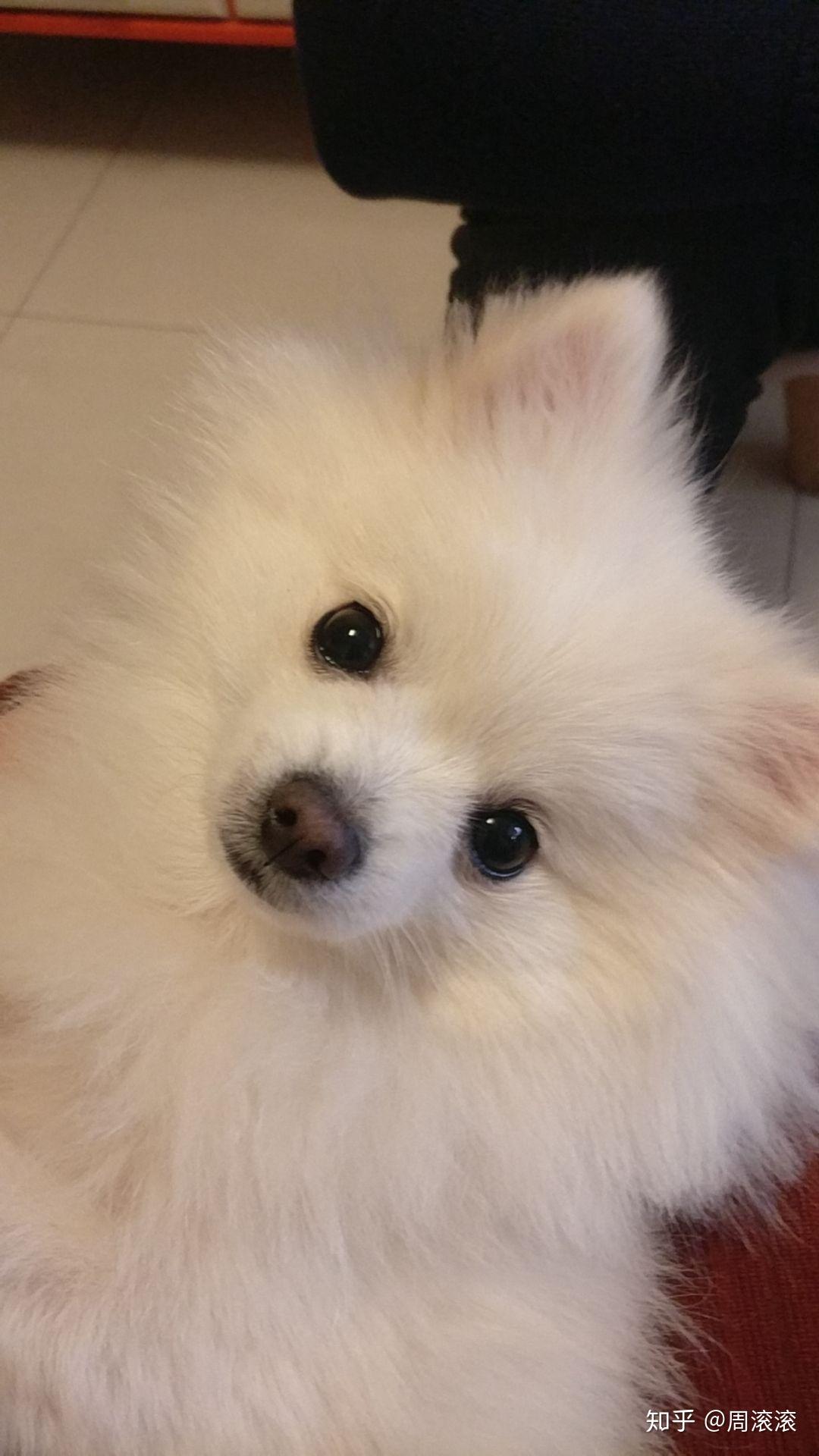 帮忙看看博美纯不纯呀? - 知乎