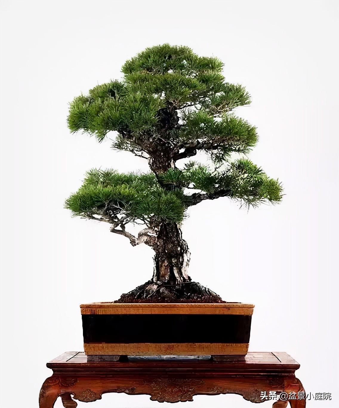 无畏无惧 · 不老松