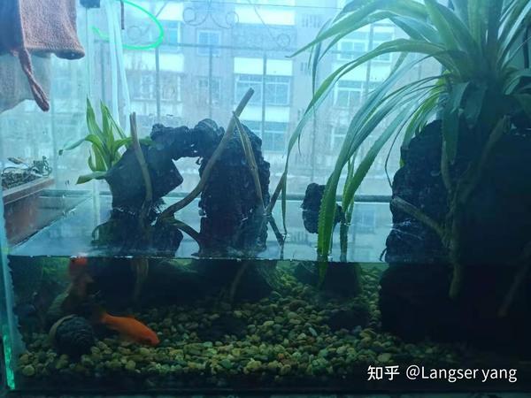 短鲷缸铺泥_短鲷缸布置_短鲷 短鲷缸