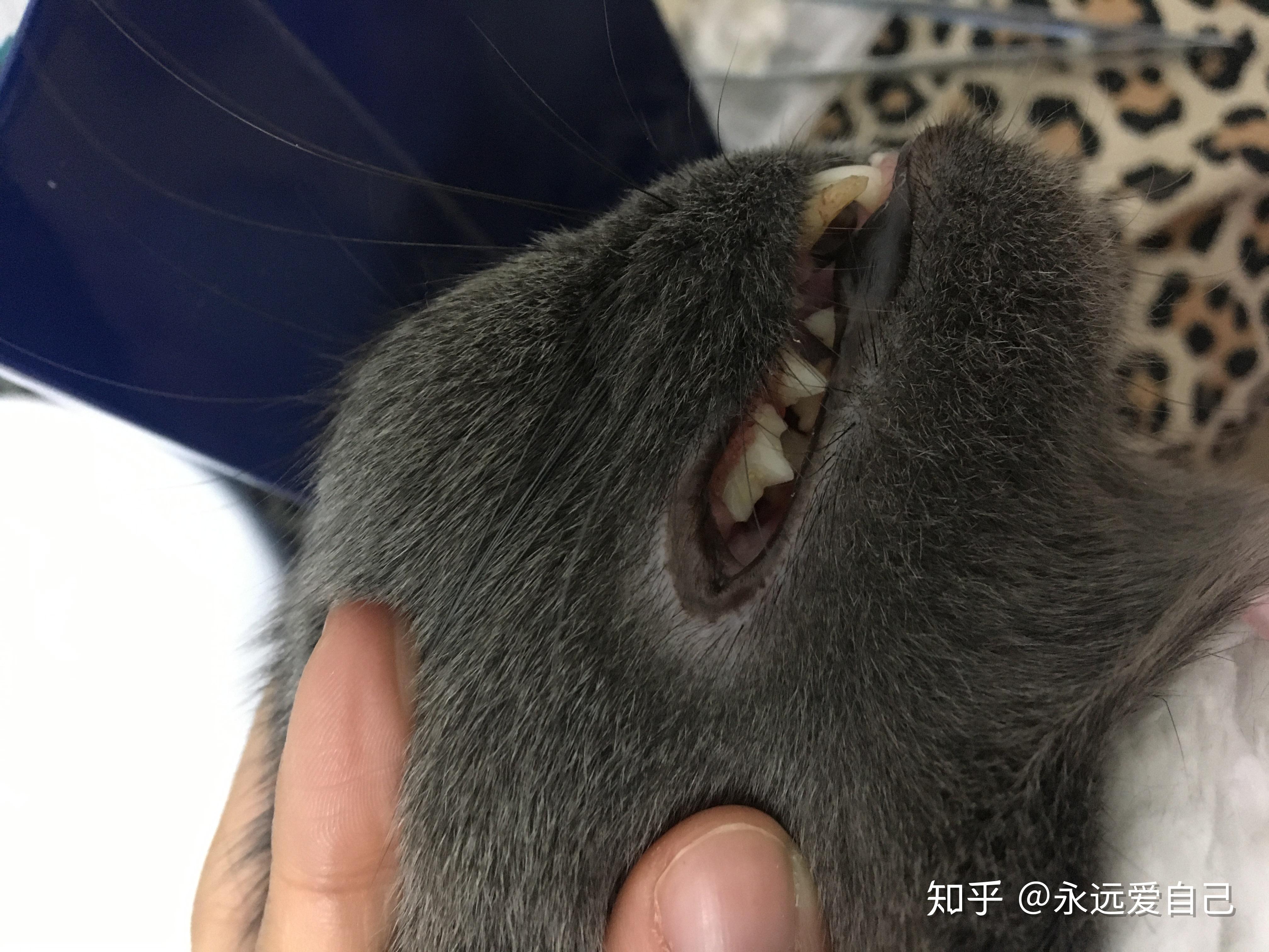 Periodontal Disease_Cat | Becker Animal Hospital, Northfield IL