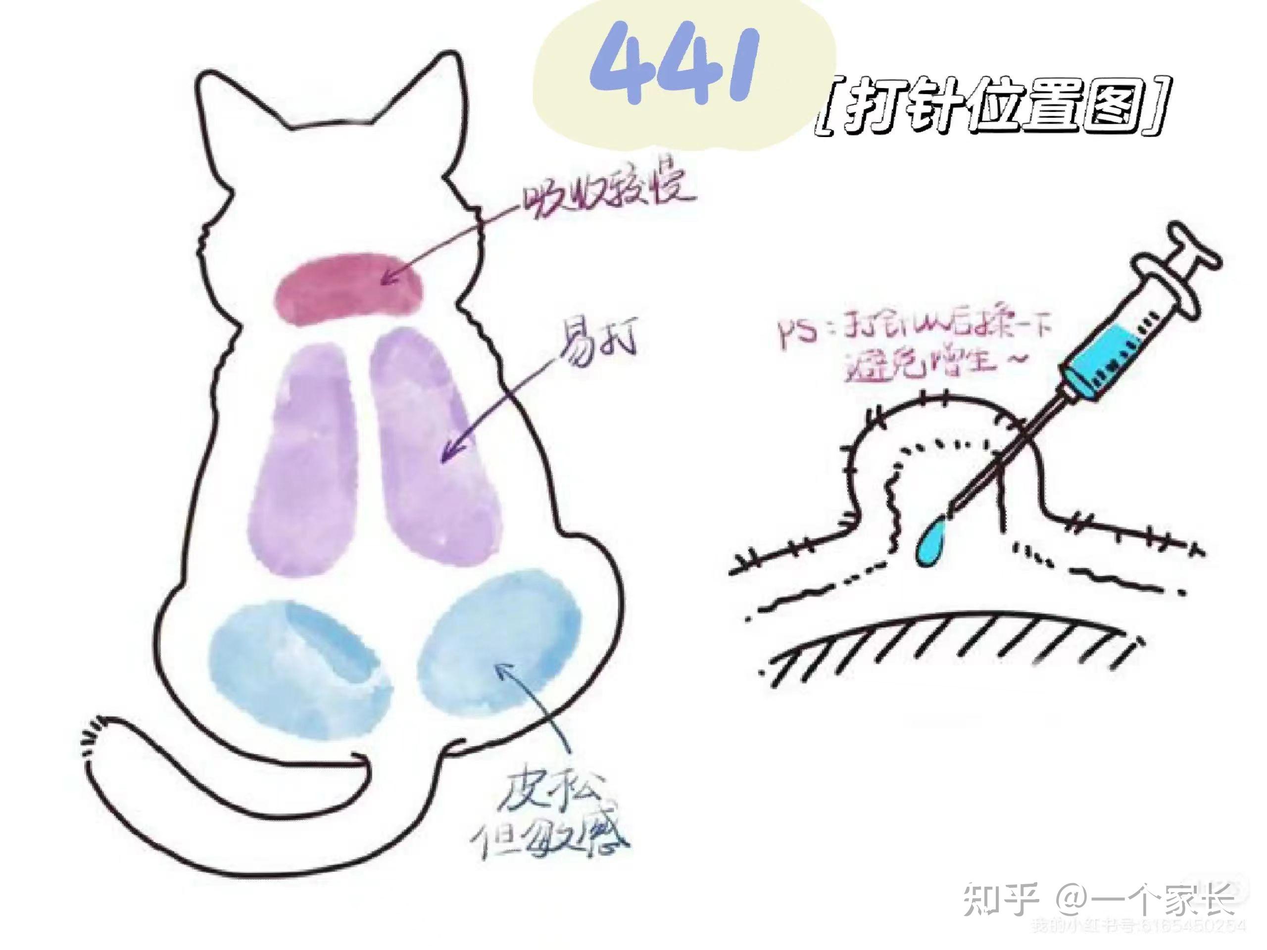 猫传腹441打针位置与技巧 - 知乎