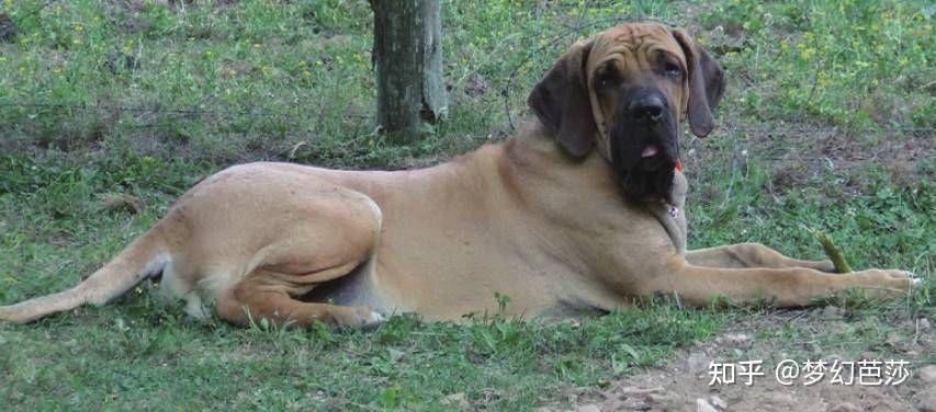 巴西獒犬体形大且有攻击性,是凶猛的品种