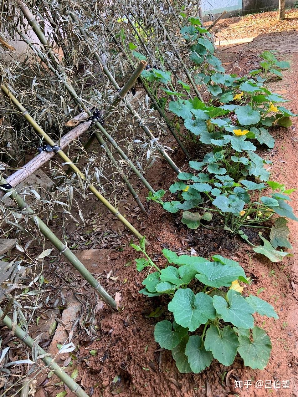 用竹梢头搭架的贝贝南瓜绿贝贝南瓜黄贝贝南瓜用茅草折成一个三角形的