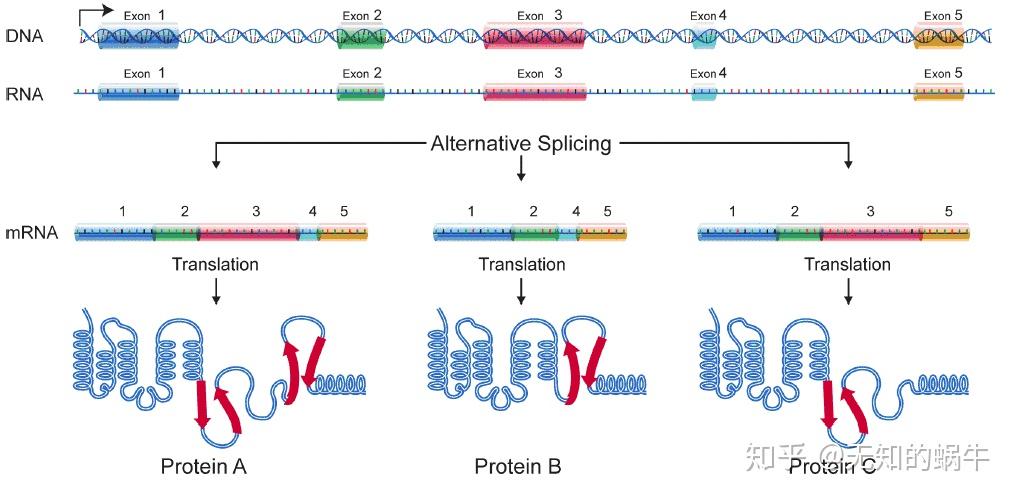 什么是基因表达 v2-edf4fb33565f1fc11bb553c6c2b3b034_r.jpg