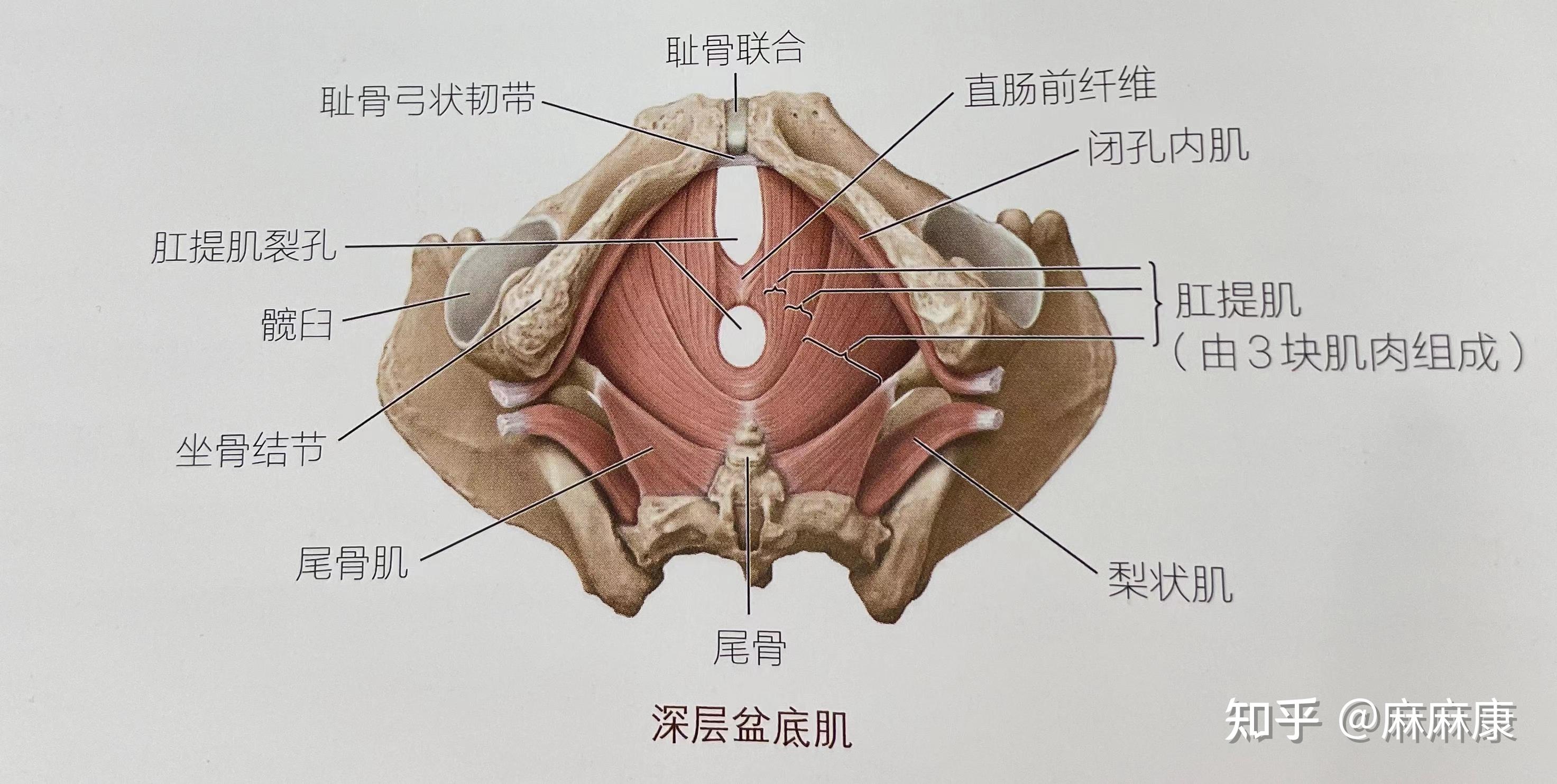 深层盆底肌具有维持盆腔器官位置的作用