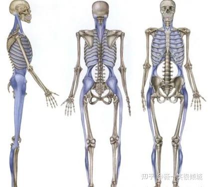 解剖列车人体12条筋膜链解析及具体手法操作详解 - 知乎